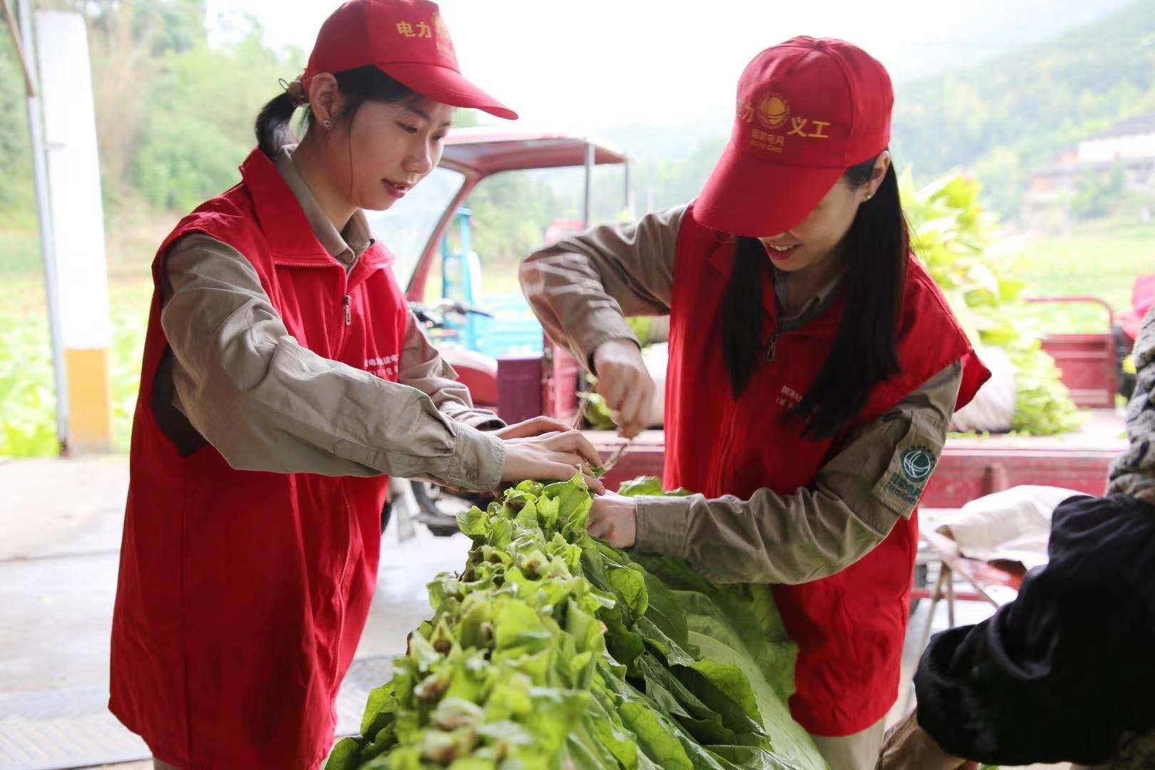 國網(wǎng)福建延平區(qū)供電公司：延伸優(yōu)質(zhì)服務 助力煙農(nóng)增產(chǎn)增收