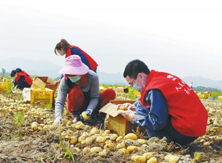 “野生”直播帶貨 助農(nóng)不分你我