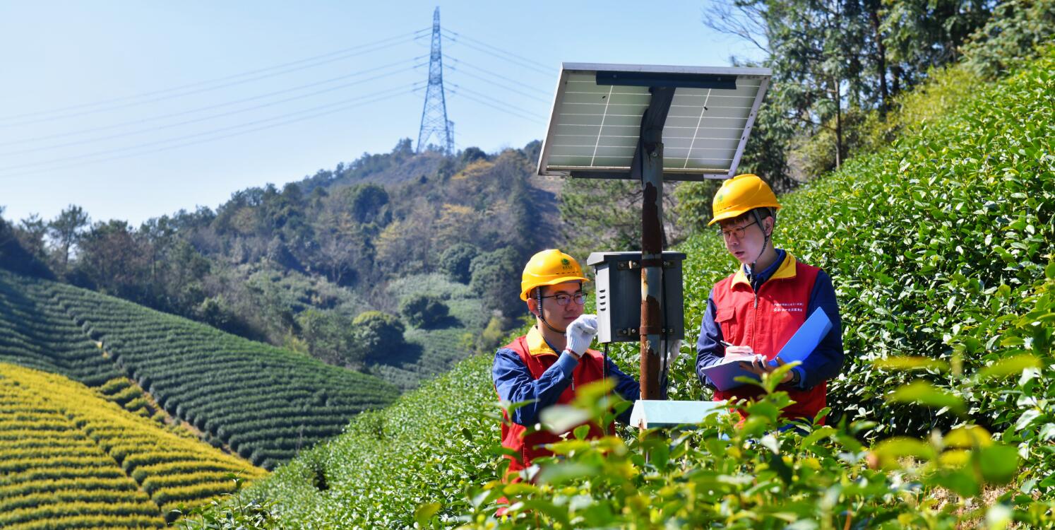 國網余姚市供電公司：電力春風拂綠野 春茶飄香產業(yè)旺