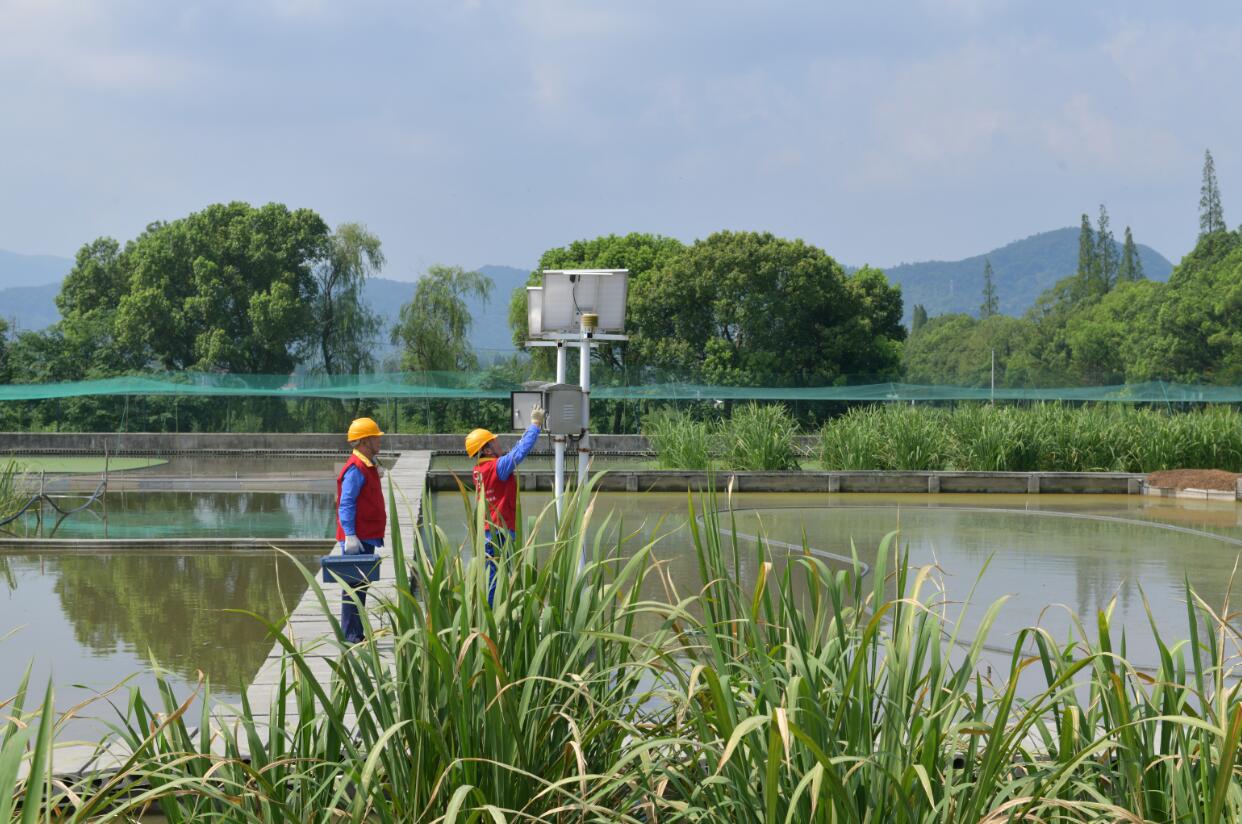 國(guó)網(wǎng)余姚市供電公司：電力供應(yīng)有保障 茭白灌溉無(wú)憂(yōu)愁