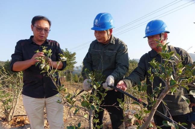 國(guó)網(wǎng)固始縣供電公司電力護(hù)航 油茶苗壯果香