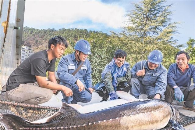 會澤縣上村鄉(xiāng)：電力供應足 鱘魚產業(yè)興